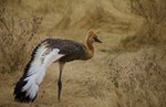 thumbnail of Dar El Salaam - Selous Game Reserve